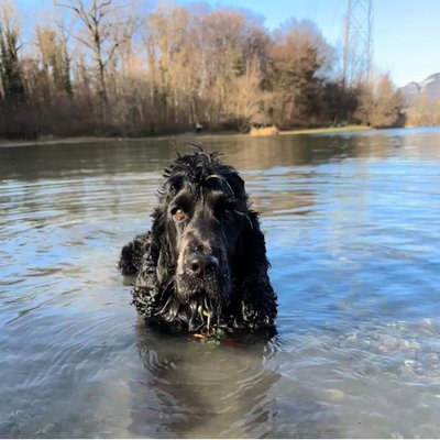 Cocker Spaniel Anglais - photo 2