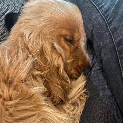 Cocker Spaniel Anglais - photo 10