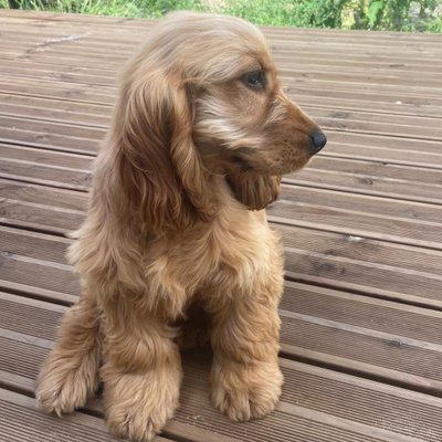 Cocker Spaniel Anglais - photo 13