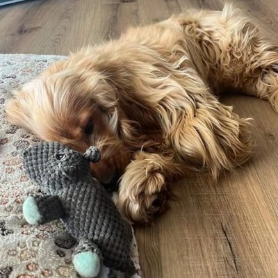 Cocker Spaniel Anglais - photo 14