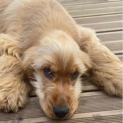 Cocker Spaniel Anglais - photo 15