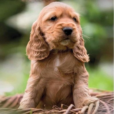 Cocker Spaniel Anglais - photo 12