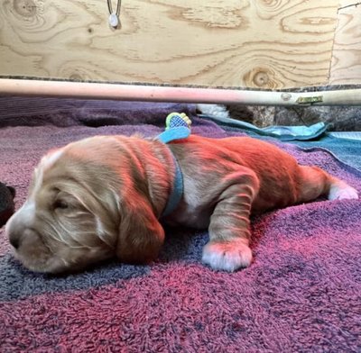 Cocker Spaniel Anglais - photo 11