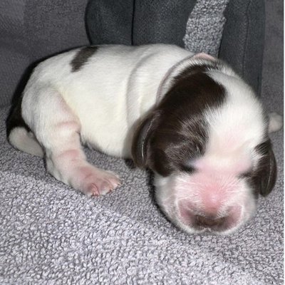 Cocker Spaniel Anglais - photo 23