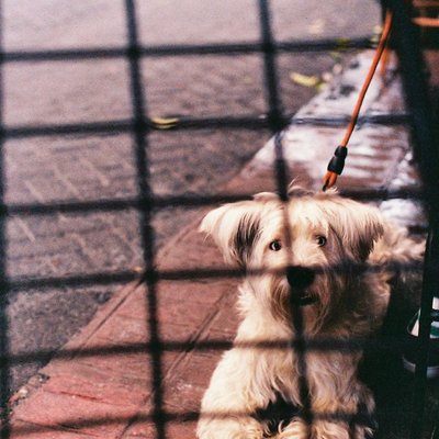 Skye Terrier - Skye Terrier : quel prix pour un chiot ?