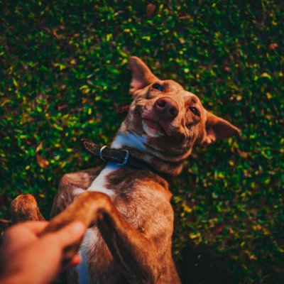 Podenco Canario - Podenco Canario : quel prix pour un chiot ?