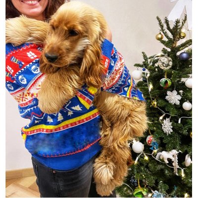 Le Cocker Spaniel Anglais est-il fait pour vous ?