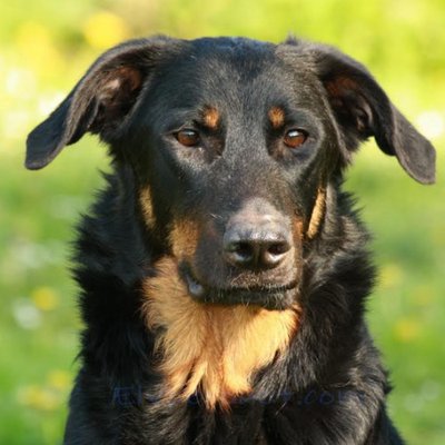 Beauceron - photo 1