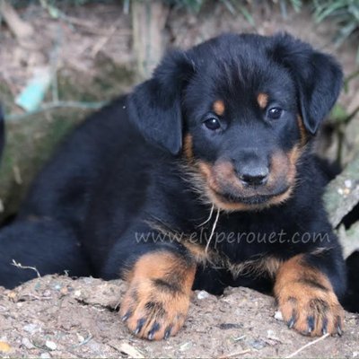 Beauceron - photo 4