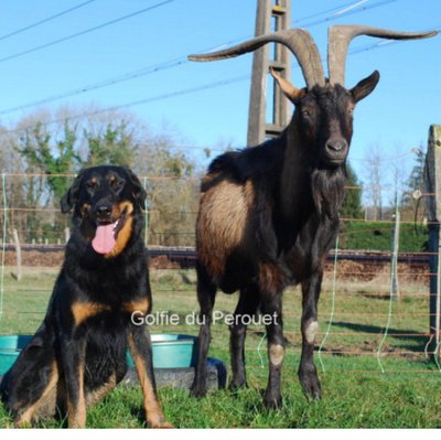 Beauceron - photo 5
