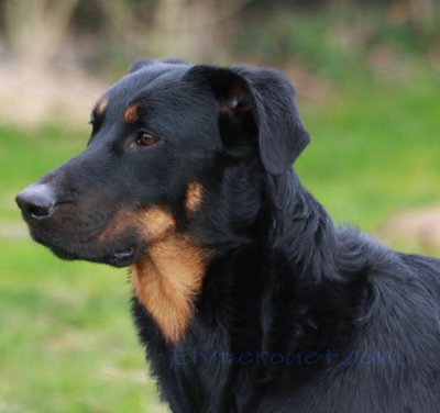 Beauceron - photo 2