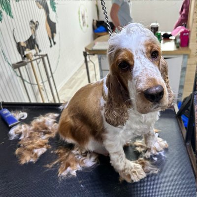 Cocker Spaniel Anglais - photo 28