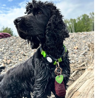 Cocker Spaniel Anglais - photo 20