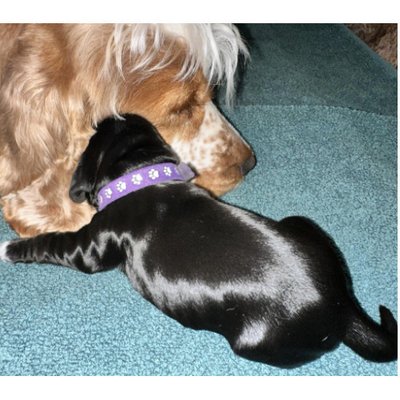Cocker Spaniel Anglais - photo 18