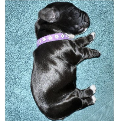 Cocker Spaniel Anglais - photo 16