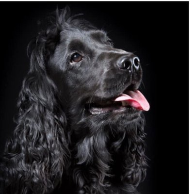 Cocker Spaniel Anglais - photo 19