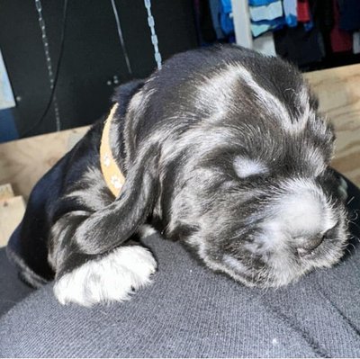 Cocker Spaniel Anglais - photo 17