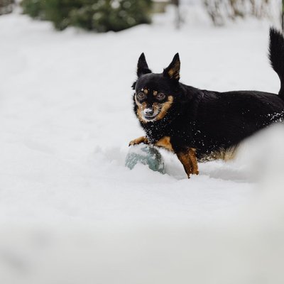 Lancashire heeler