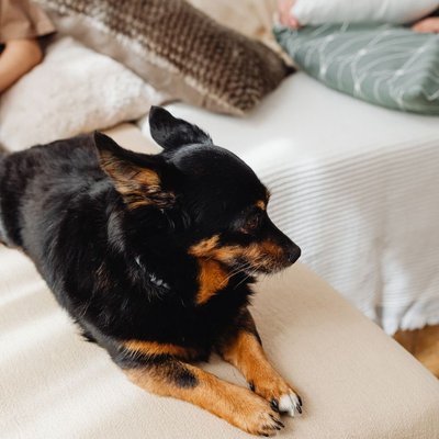 Lancashire heeler - Comment nourrir un chiot Lancashire heeler correctement ?
