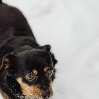 Lancashire heeler - Quelles sont les couleurs de robe du Lancashire heeler ?