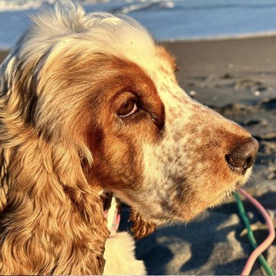 Cocker Spaniel Anglais - photo 29