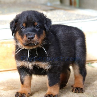 Beauceron - photo 7