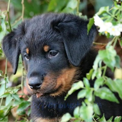 Beauceron - photo 8