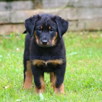 Beauceron - photo 6