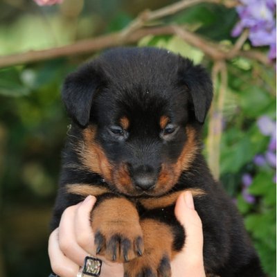 Beauceron - photo 5