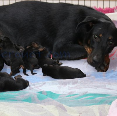 Beauceron - photo 9