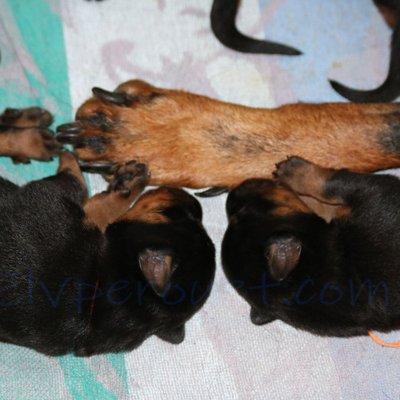 Beauceron - photo 10