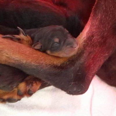 Beauceron - photo 11
