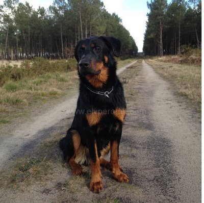 Beauceron - photo 14