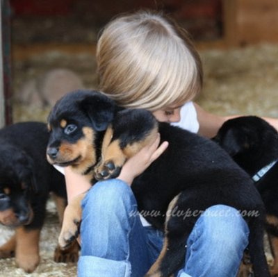 Beauceron - photo 15