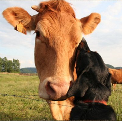 Beauceron - photo 16