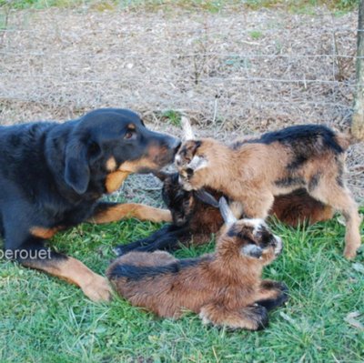 Beauceron - photo 17