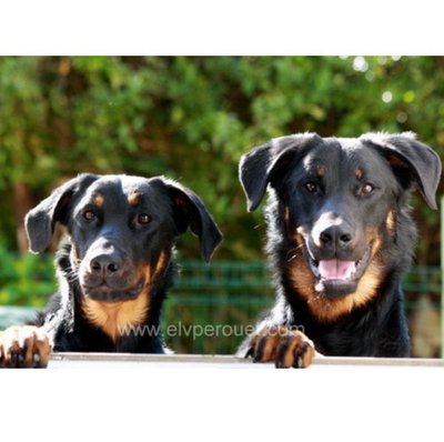 Maladie du Beauceron