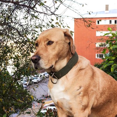 Broholmer - Broholmer : quel prix pour un chiot ?
