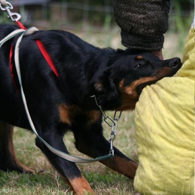 Beauceron - photo 3