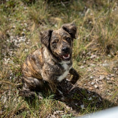Cursinu - Cursinu : quel prix pour un chiot ?