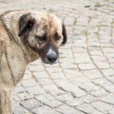 Cursinu - Sélectionner un élevage de chiot Cursinu