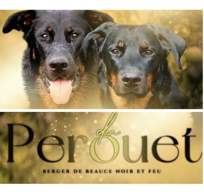 Beauceron - photo 12