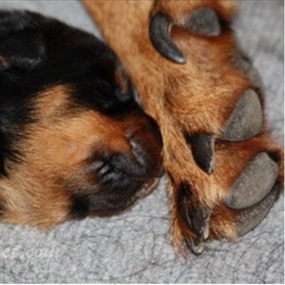 Beauceron - photo 13