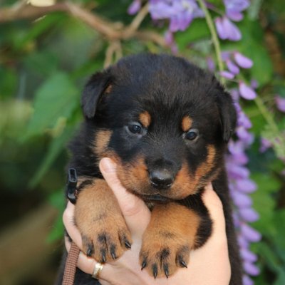 Beauceron - photo 19