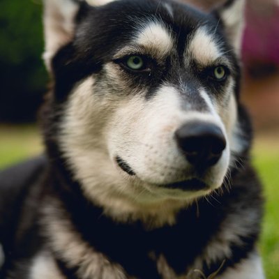 Husky de Sibérie