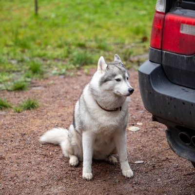 Husky de Sibérie