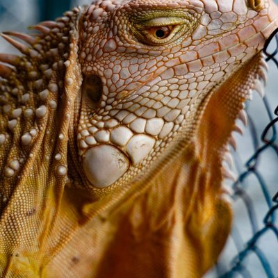 Iguane - Iguane : quel prix pour un juvénile ?