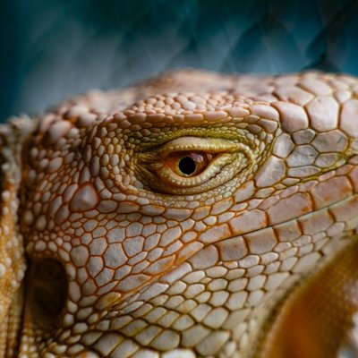Iguane - Morphologie de l’iguane