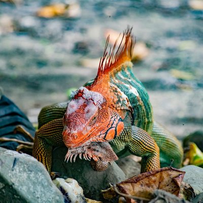 Iguane - Installer le terrarium d’un iguane