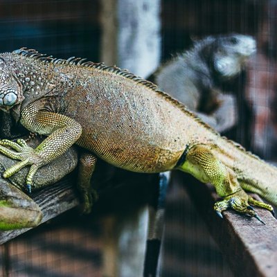 Iguane - Comportement de l’iguane